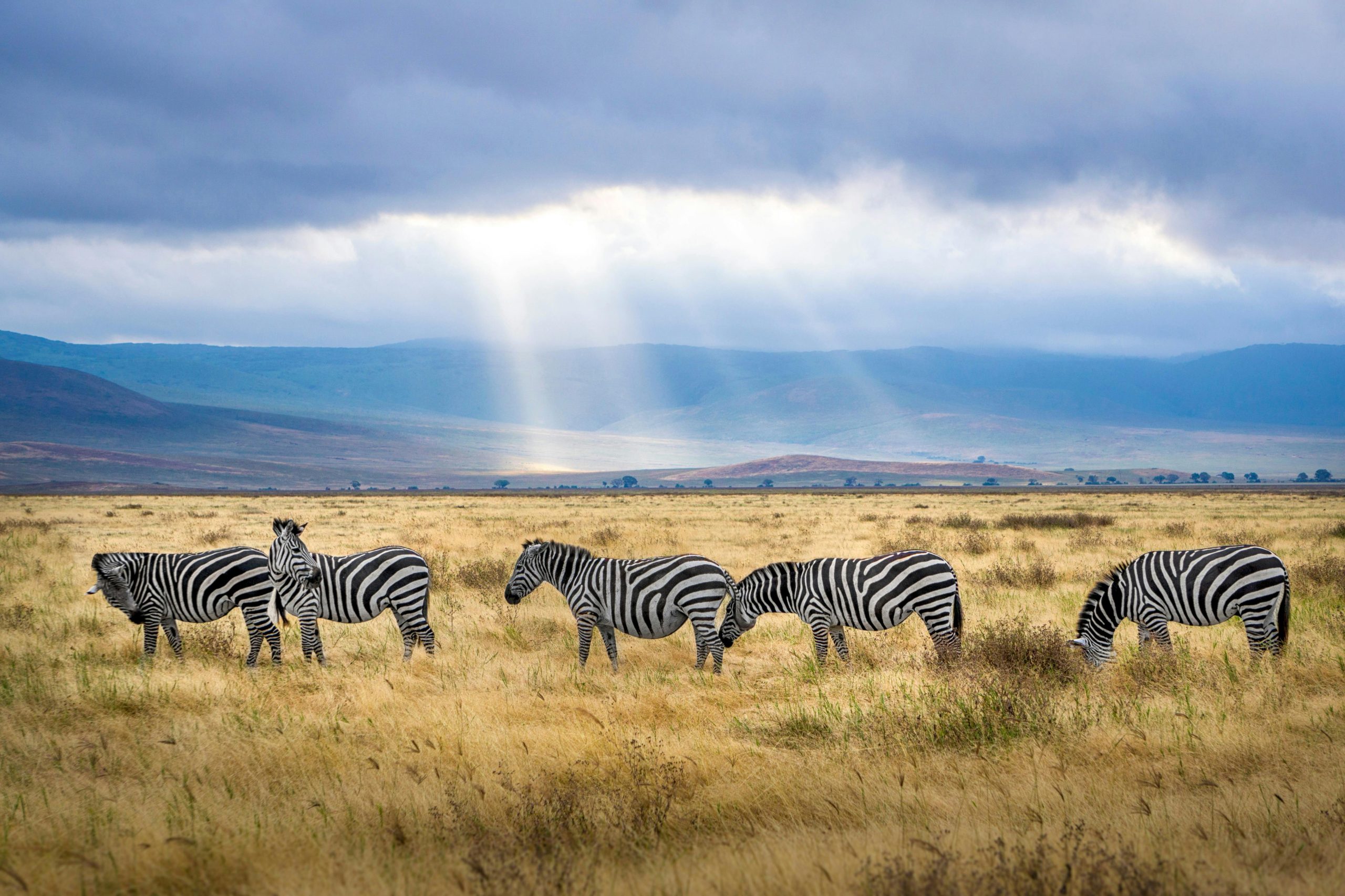 Afrique